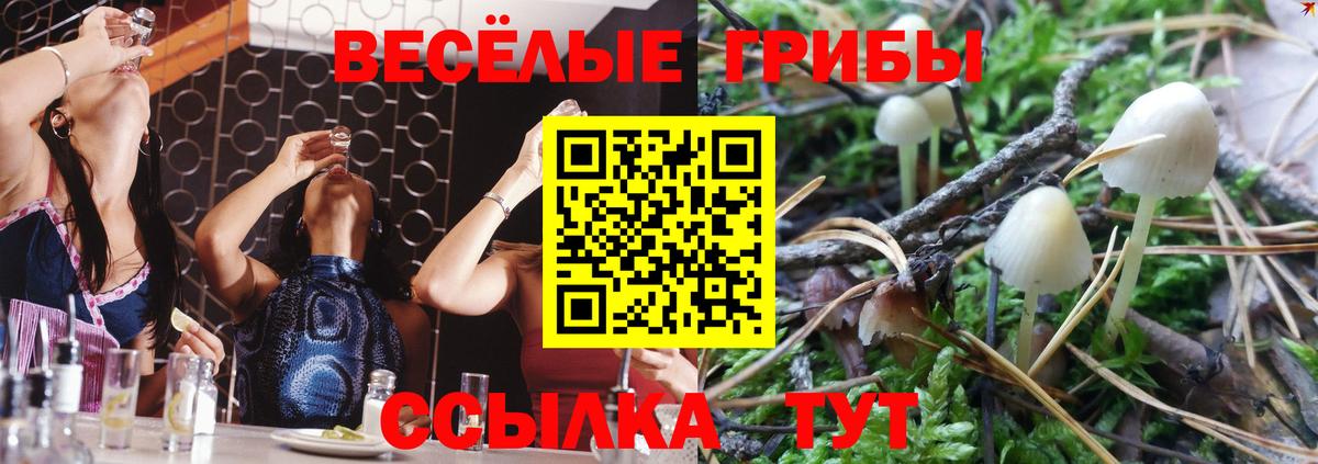Галлюциногенные грибы Psilocybine cubensis Керчь
